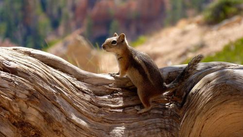 Белка на дереве красивые картинки на рабочий стол