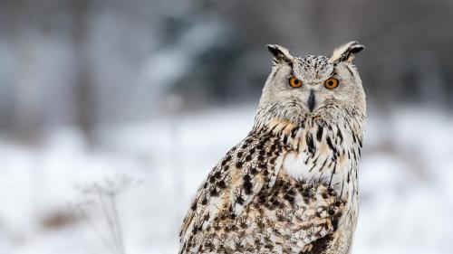 Глазастая сова