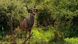 Куду бык заставки на рабочий стол hd