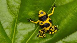 Широкоформатная заставка лягушки на зеленом листке