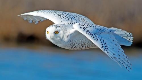 сова, белая, хищник, птица, летать