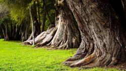 старые стволы дерева