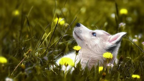 1920x1080, собака хаски, трава, цветок, настроения, изображения, голубые глаза, HD обои