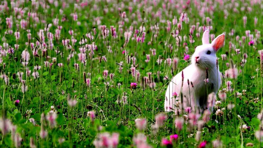 HD обои кролик на лугу