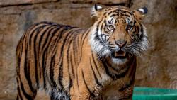 Sumatran tiger in zoo