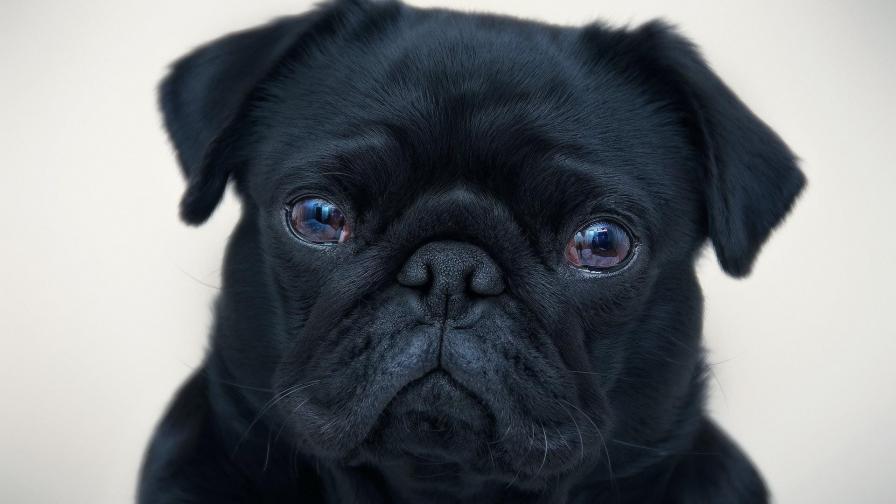 Английский бульдог, собака, черный щенок, фоны, заставки