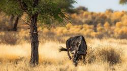 Африканская антилопа природа заставки на рабочий стол hd