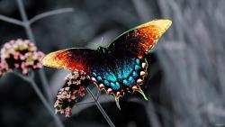 Бабочка заставка