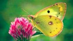 Бабочка картинки на рабочий стол