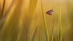 Бабочка на траве картинки на рабочий стол