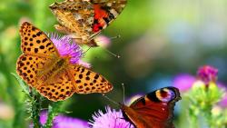 Бабочки, hd, заставки