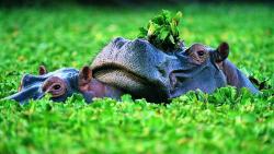 Бегемот (гиппопотам) фото в зеленом водоеме