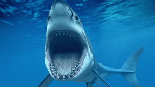 Белая акула