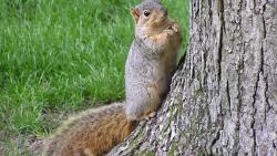 Белка возле дерева