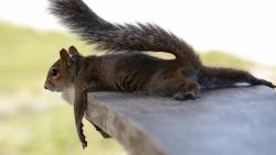 Белка фото юмор