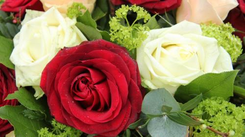 Белые и красные розы