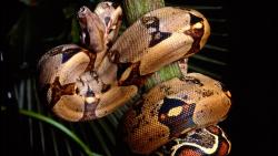 Большой и страшный питон