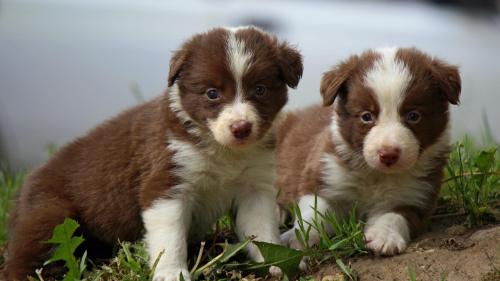 Бордер-колли щенки