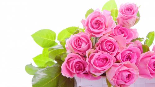 Букет розовых роз на белом фоне