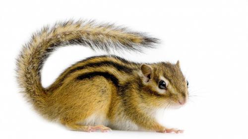 Бурундук полосатый животное на белом фоне обои hd для рабочего стола