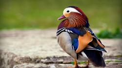 Важная красвая уточка - мандаринка