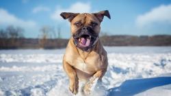 Веселый песик в зимнее время