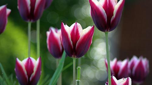 Весенние цветы тюльпаны картинки для рабочего стола скачать