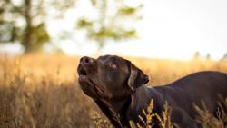 Взгляд собаки на природе заставки на рабочий стол hd