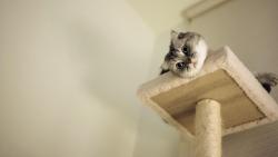 Вид кошки с верху обои hd