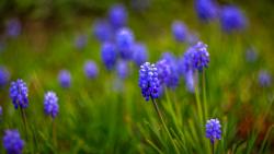 Гадючий лук цветы картинки для рабочего стола скачать