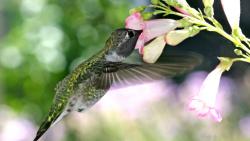 Голодная колибри картинки птички на рабочий стол