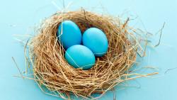 Голубые яйца в гнезде пасхальные яйца обои