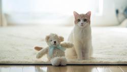 Грустный кот с большими глазами широкоформатные обои