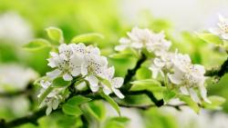 Для рабочего стола обои ветки яблони цветущее весеннее дерево