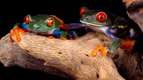 Древесные лягушки фото