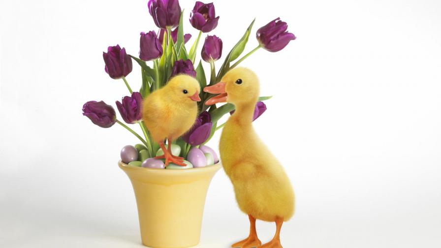 Желтая утка и цыпленок на фоне тюльпанов в горшке