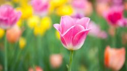 Желтые и розовые тюльпаны картинки для рабочего стола скачать
