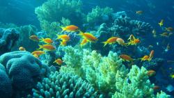 Желтые рыбы в море