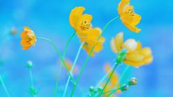Желтые цветы на голубом фоне 1920x1200