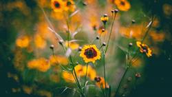 Желтые цветы на поляне заставки на рабочий стол hd