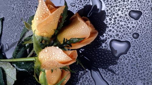 Желтый цветок розы с каплями воды заставки скачать 