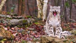 Заставки, осень, лес, рысь, барс, ирбис, снежный леопард бесплатно на рабочий стол 