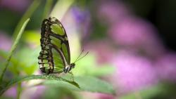 Зеленая бабочка на листке