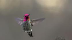 Калибри птичка широкоформатные HD обои скачать на рабочий стол