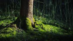 Корень дерева заросший мхом