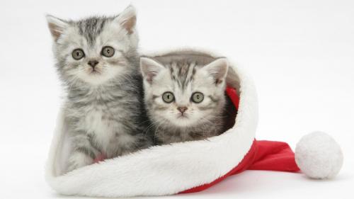 Котики в шапке Санта Клауса обои на рабочий стол