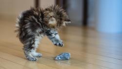 Котята, симпатичный, играть, мышь, HD фон, взъерошенный