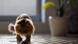 Кот в цветах обои hd