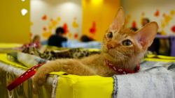 Кошка в кроватке для рабочего стола обои