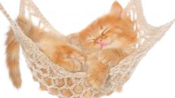 Кошка, гамак, котенок, рыжий, пушистый, фоны, заставки
